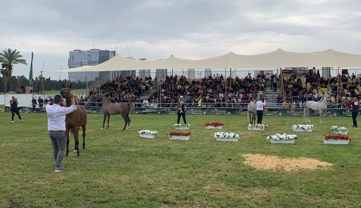 horsestelaviv (13).jpeg.jpeg